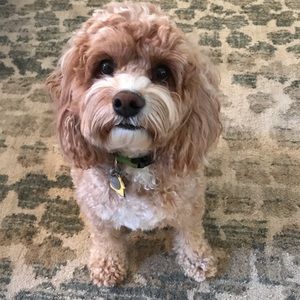 Meet your Posher, Heather